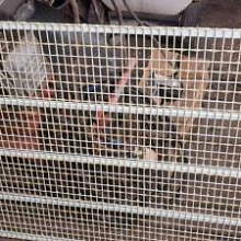 Сетки для птичников Сетки для птичников